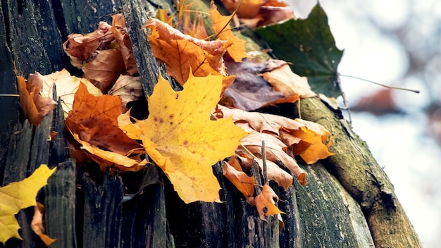 Fallen dry maple leaves on an old cracked tree trunk