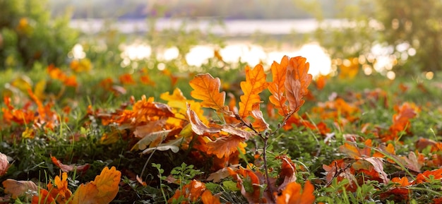 Fallen dry orange oak leaves on the ground in the forest near the river