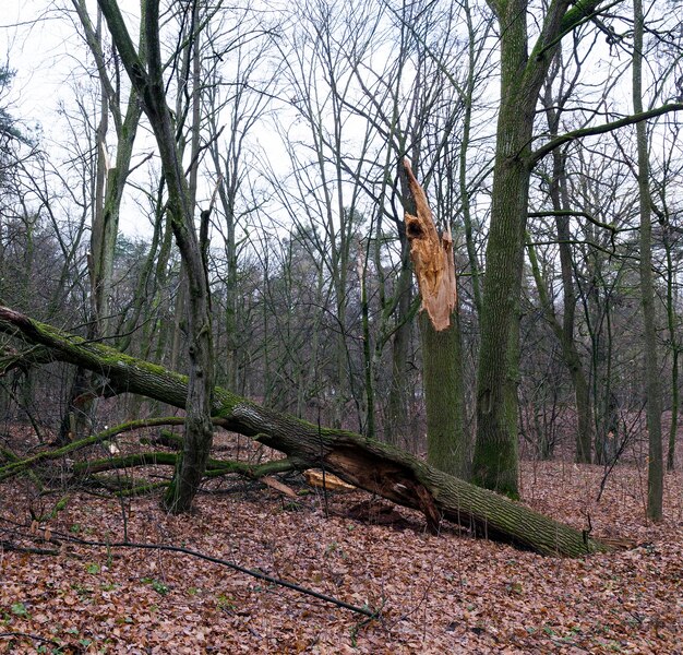 Fallen on the ground foliage in the maple forest. The autumn season, cloudy weather and poor lighting