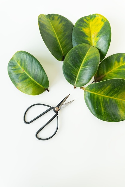 Fallen large yellow leaves from a ficus pot indoor plant pot disease Black scissors for plant care trimming leaves Place for text