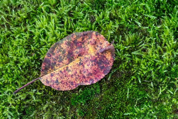 Fallen leaf on the ground green grass outdoors Moss in the forest Autumn composition fall season November October withered foliage Nature background wallpaper Top view Flat lay design