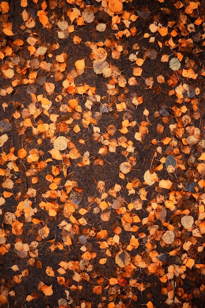 Photo fallen leaves autumn abstract background, yellow leaves, october in the park, seasonal design