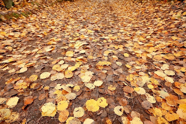 fallen leaves autumn abstract background, yellow leaves, october in the park, seasonal design