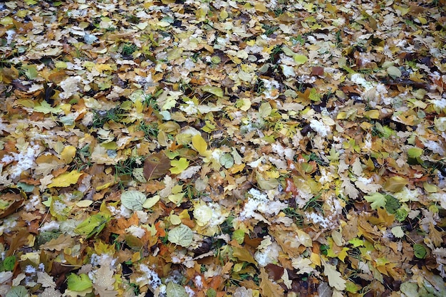 fallen leaves autumn abstract background, yellow leaves, october in the park, seasonal design