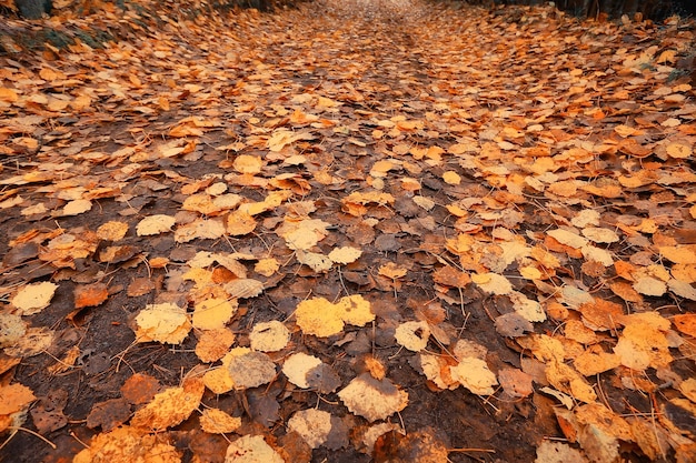 fallen leaves autumn abstract background, yellow leaves, october in the park, seasonal design