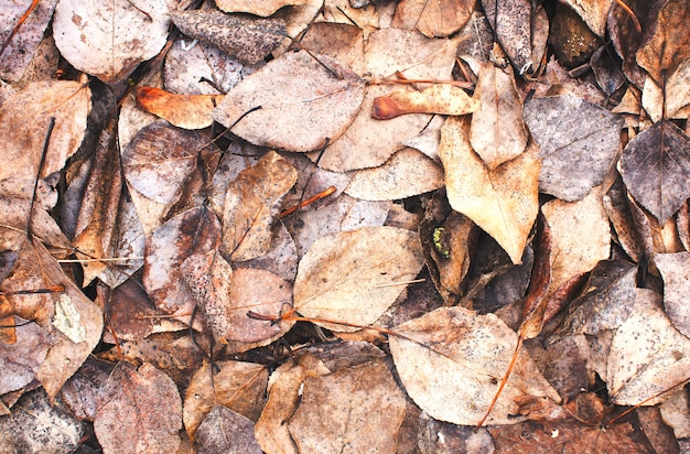 Fallen leaves autumn vintage background texture