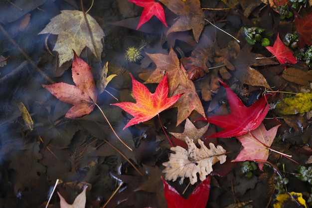 Fallen leaves during autumn