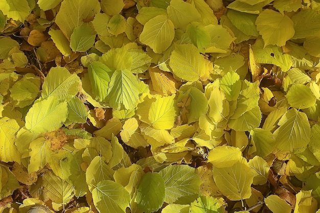 fallen leaves background / autumn background yellow leaves fallen from a tree