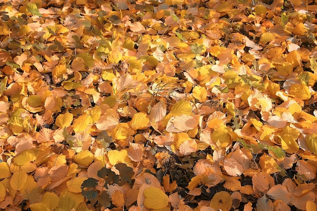 fallen leaves background / autumn background yellow leaves fallen from a tree