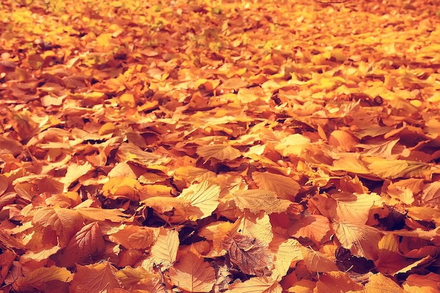 fallen leaves background / autumn background yellow leaves fallen from a tree