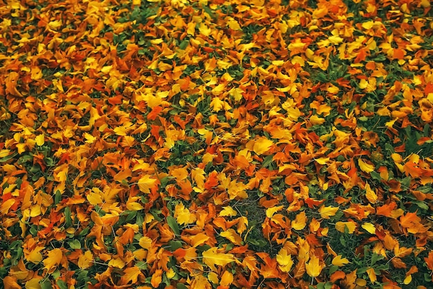 Fallen leaves lie on the ground