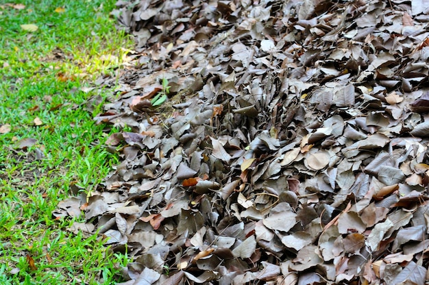 Photo fallen leaves for made into compost