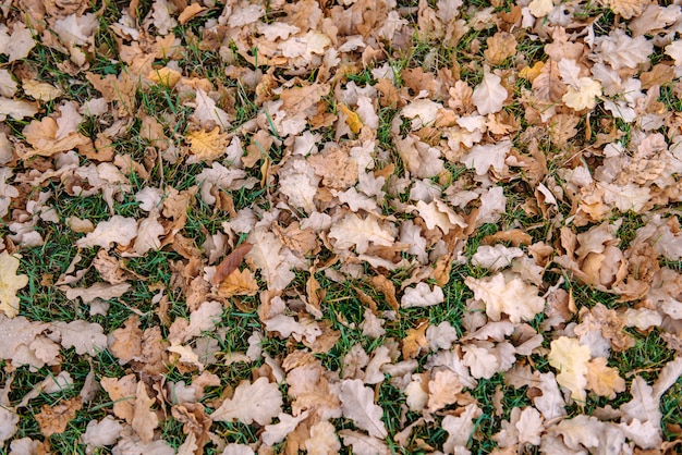 Fallen leaves of oak on green grass. Carpet of fallen autumn leaves, background concept.