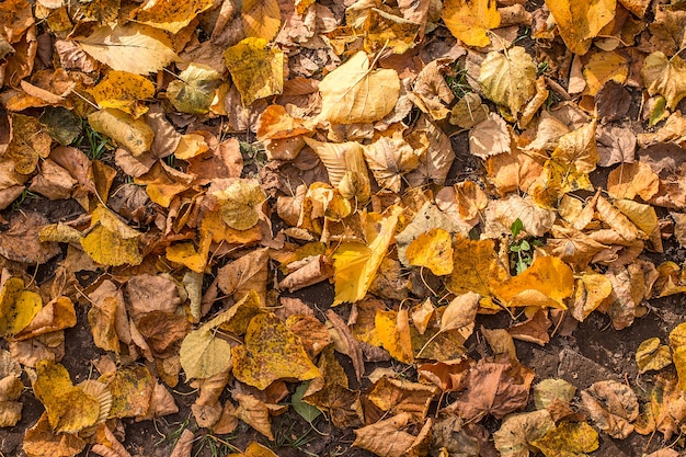 The fallen leaves in the park