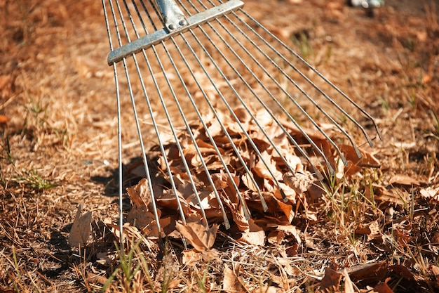 Fallen leaves and rake at the park