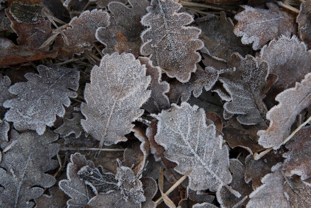 Fallen leaves with frost in the morning