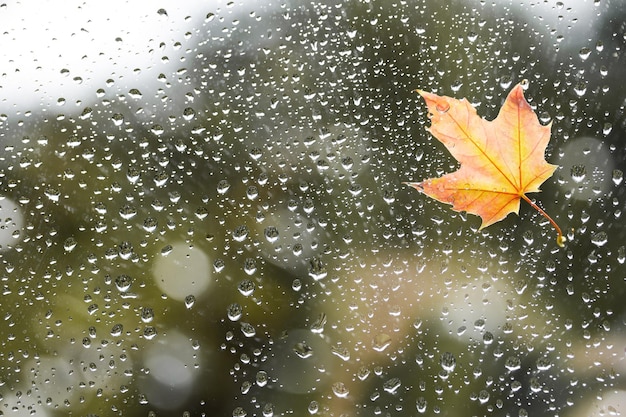 Fallen maple leaf on the window with raindrops in the autumn rainy day Symbol of autumn