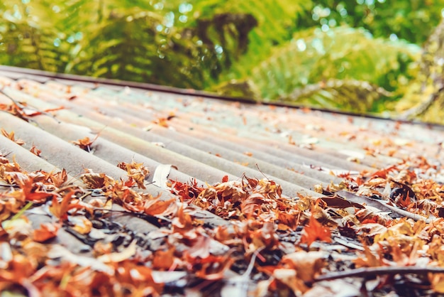 Fallen maple leaves on the top of roof.