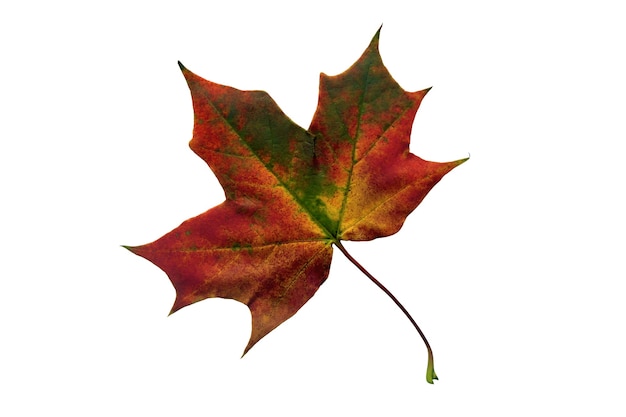 Fallen multicolored maple leaf on a white background