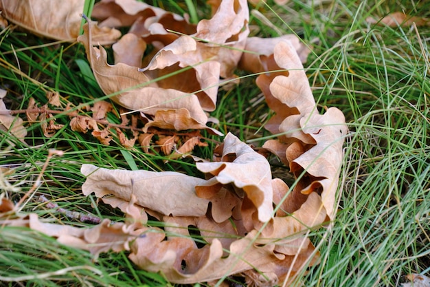 Fallen oak leaves in grass onset autumn