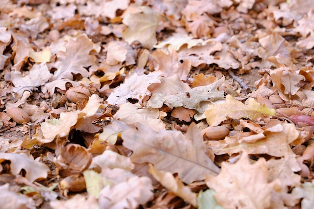 Fallen oak leaves with the onset of autumn.