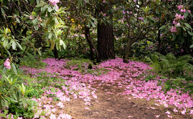 Fallen rhododendron flowers cover the ground