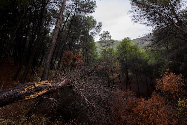 Fallen tree a forest