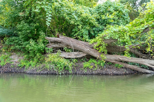 Fallen tree near the river