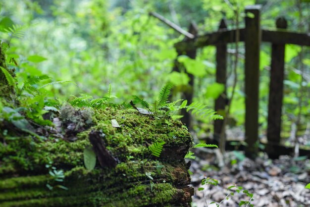 Fallen tree trunk rotting and covered with moss and ferns in the forest Background