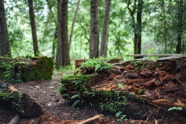 Fallen tree trunk rotting and covered with moss and ferns in the forest Background