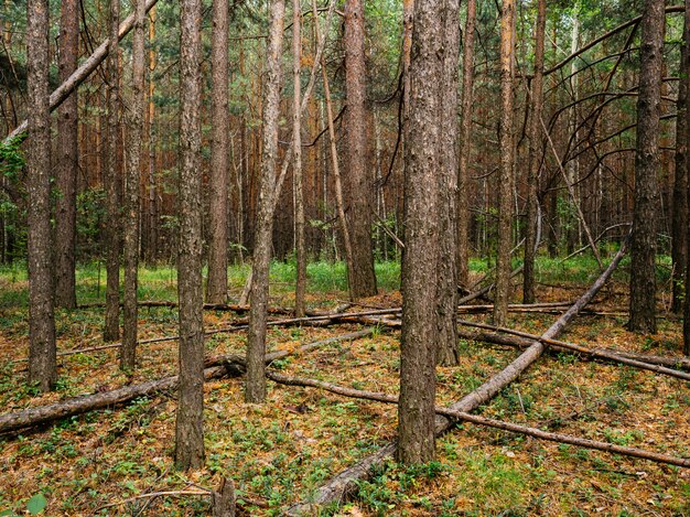 Fallen tree trunks in a pine forest. Middle Urals