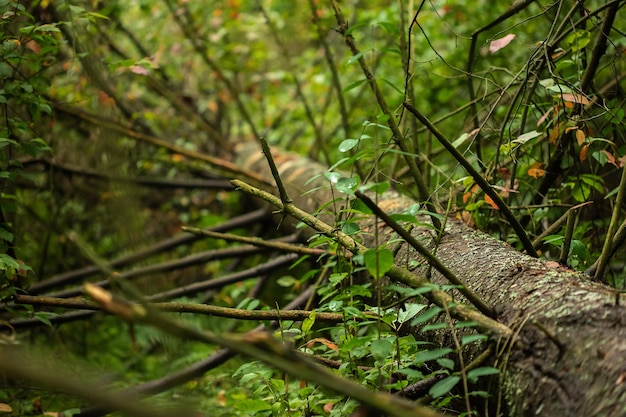 Fallen tree with broken branches covered with moss.