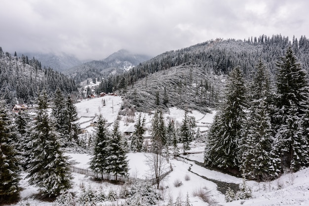 Fallen trees in coniferous forest after strong hurricane wind in Romania.