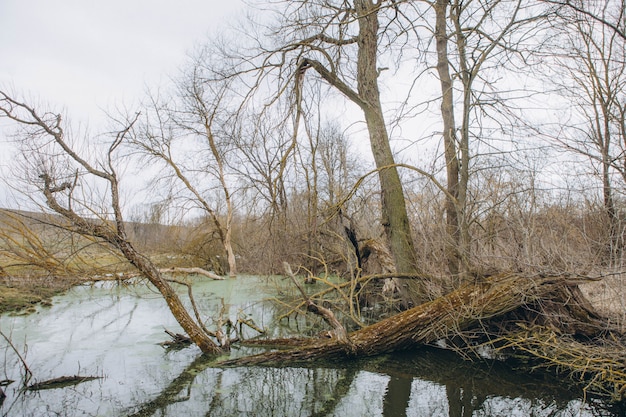 Fallen trees in the forest river