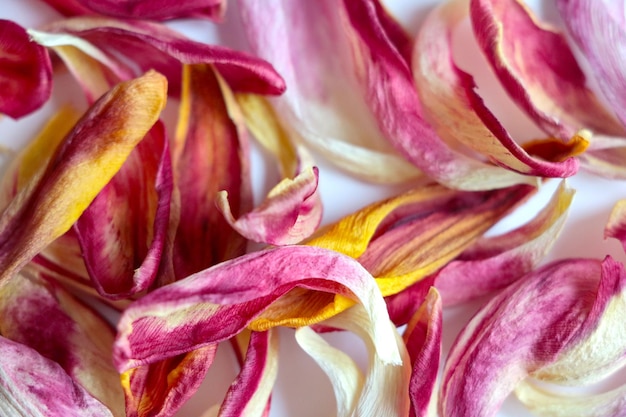 Fallen tulip leaves background leaf texture