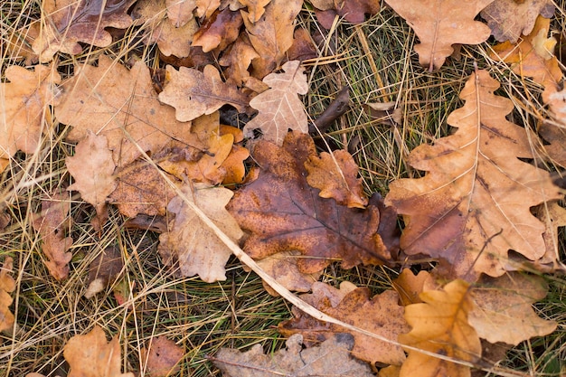 Fallen wet oak leaves in the woods