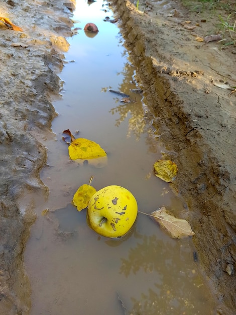 fallen yellow apple in the water