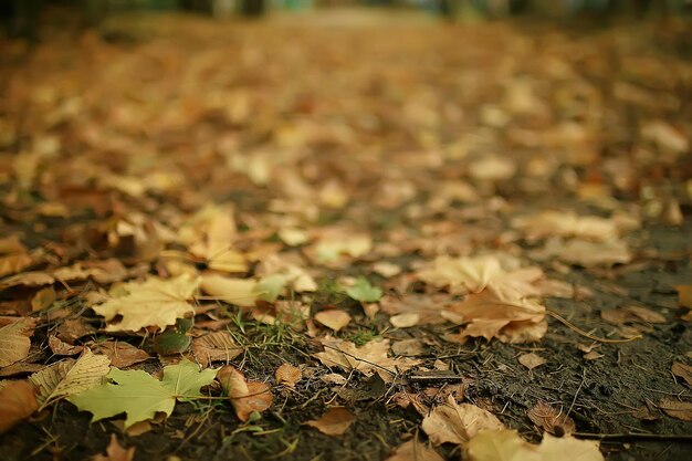 fallen yellow leaves background / abstract seasonal plain yellow leaves background in the park