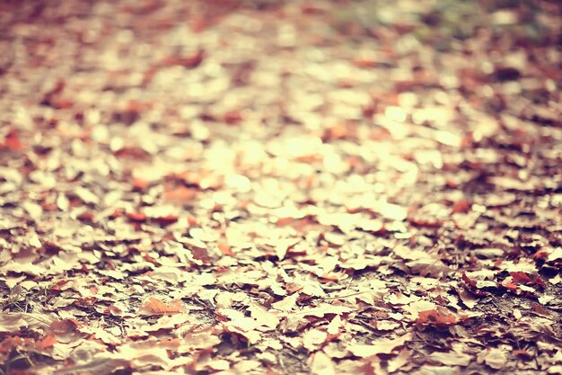 fallen yellow leaves background / abstract seasonal plain yellow leaves background in the park