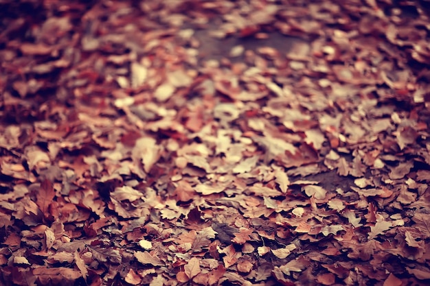 fallen yellow leaves background / abstract seasonal plain yellow leaves background in the park