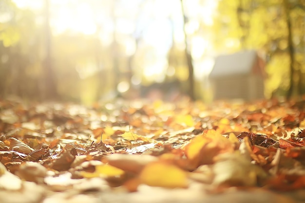 fallen yellow leaves background / abstract seasonal plain yellow leaves background in the park