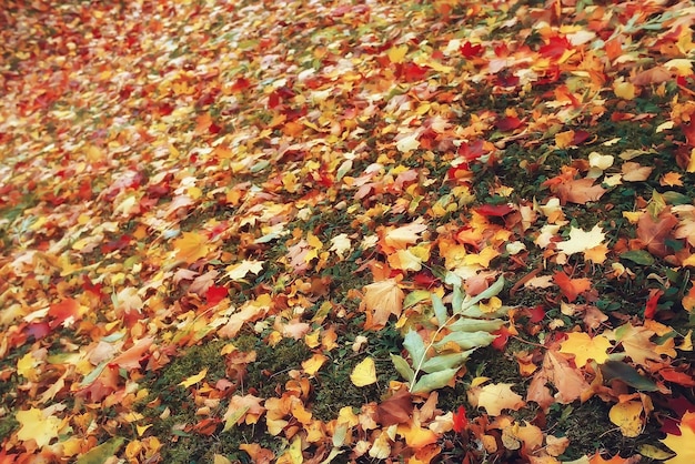 Fallen yellow leaves background / Blurred yellow autumn background with leaves on the ground, Indian summer, October leaves