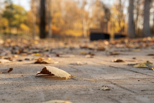 Fallen yellow leaves lie on the sidewalk in the park on an autumn sunny day