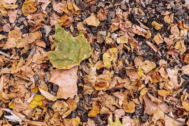 Fallen yellow leaves on wood chips