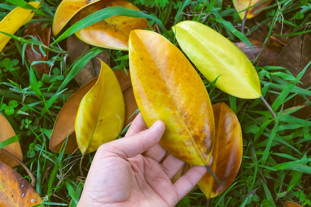 Photo fallen yellow magnolia leaf in hand autumn is coming