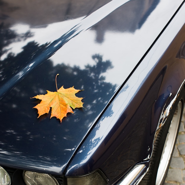 Fallen yellow maple leaf lying on car hood. Autumn season