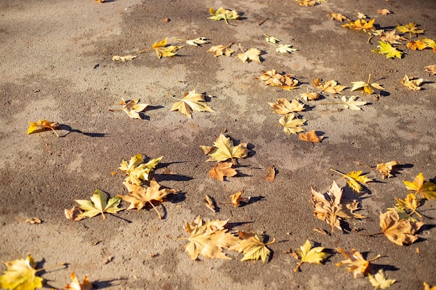 Fallen yellow maple leaves on the pavement on an autumn day