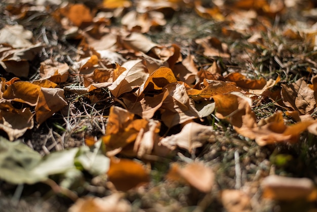 Fallen yellow and orange autumn leaves on green grass on the ground. 