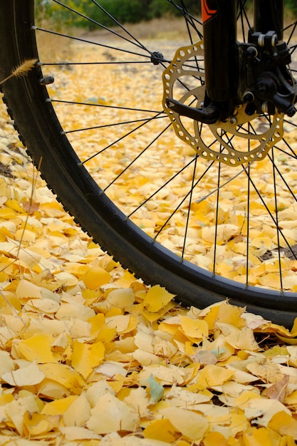 Fallen yellowed autumn foliage background bicycle wheel