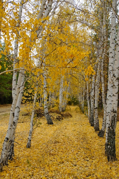 Fallen and yellowed birch foliage among rows birches in autumn forest